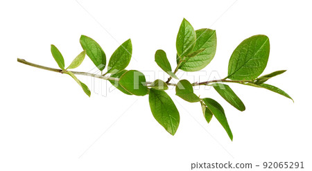 Twig with spring green leaves isolated 92065291