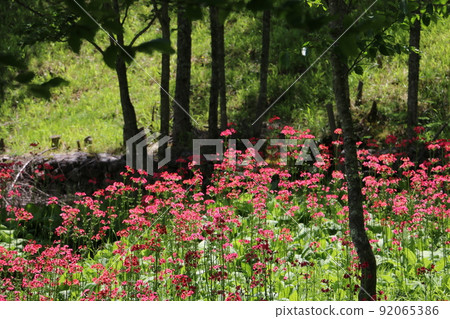 Japanese primrose that vividly colors the Irikasa Marsh 92065386