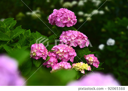 繡球 92065388