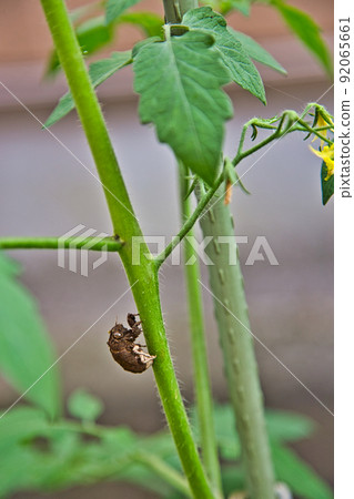 My grape garden 92065661