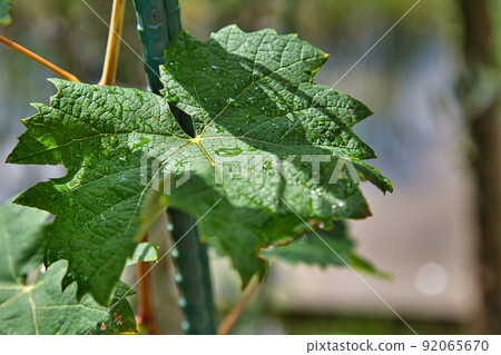 My grape garden My grape garden 92065670