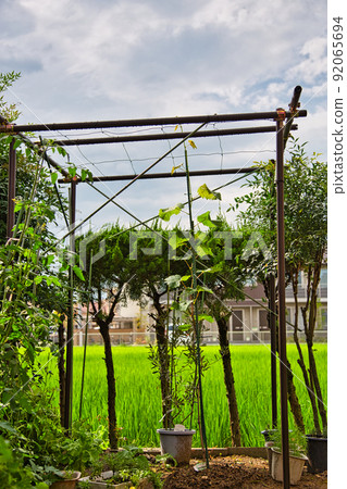 My grape garden 92065694