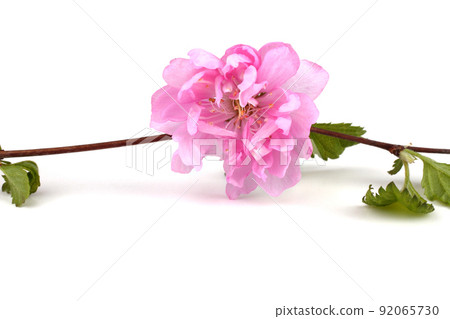Amygdalus triloba. Northern sakura isolated on white Amygdalus triloba. Northern sakura isolated on white 92065730