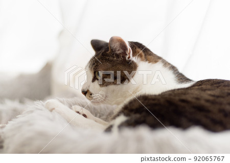 A cat staring at a pheasant cat A cat staring at a pheasant cat 92065767