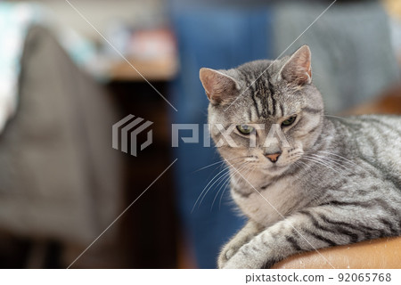The staring cat, the Sabatra cat The staring cat, the Sabatra cat 92065768