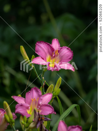 Hemerocallis blooming in Hibiya Park 92066109