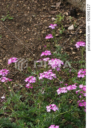 Glandularia tenera 花 Glandularia tenera 花 92066127