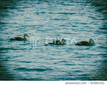 A duck floating in the sea A duck floating in the sea 92066162