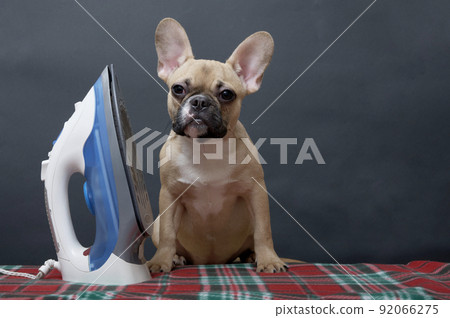 The bulldog dog sits on an ironing board next to an electric iron and looks towards the camera. French bulldog doing housework. The bulldog dog sits on an ironing board next to an electric iron and looks towards the camera. French bulldog doing housework. 92066275