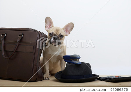 A bulldog dog next to a leather business briefcase looks at the camera and next to it is a black stylish hat. Studio photo of a young dog with an expressive muzzle. 92066276