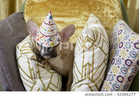 A bulldog dog peeks out of soft pillows tired after celebrating a birthday with a festive hat on his head that has slipped over his eyes. Fun ending to a party in the apartment. 92066277