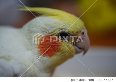 parrot parrot 92066287