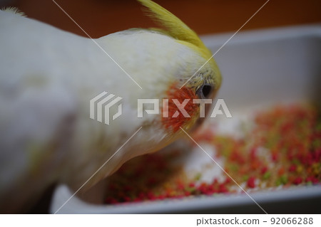 parrot parrot 92066288