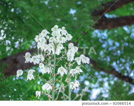 Itran blooming in Hibiya Park 92066514