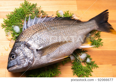 黑鯛 (Kitinu) 92066677