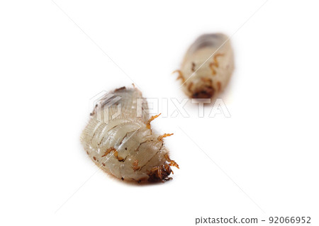 Green rose chafer larva. Useful insect. Larvas improve soil (recycle organics) 92066952