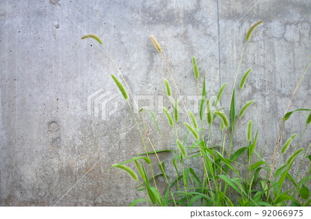 狗尾草和混凝土 92066975