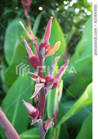 美人蕉的紅色果實 92066986