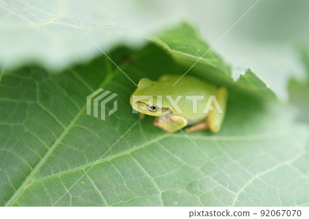 Tree frog hidden in cucumber leaves July Tree frog hidden in cucumber leaves July 92067070
