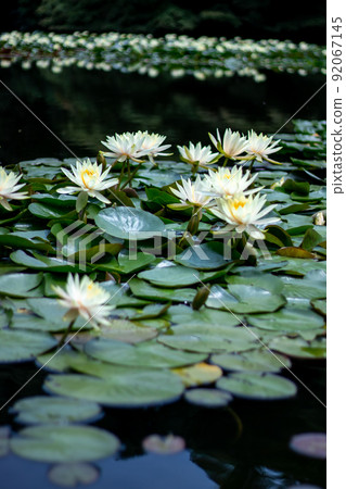明治神宮盛開的睡蓮 明治神宮盛開的睡蓮 92067145