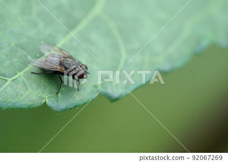 Fly up seen in the field in July Fly up seen in the field in July 92067269