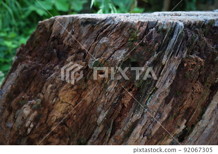 A rotten stump with a hole, termite droppings? 92067305