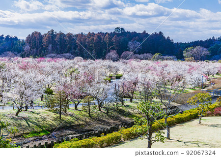 Ume Mito Kairakuen 92067324