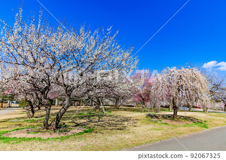 梅水戶K樂園 梅水戶K樂園 92067325