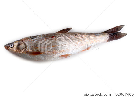 Pacific redfin isolated on white 92067400