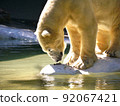 A polar bear playing with a frog. New York Bronx Zoo. 92067421