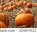 Orange Halloween pumpkin. Pumpkin hunting. New York Lawrence Farm. 92067422