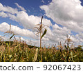 Corn ears in a corn field. New York Lawrence Farm. 92067423