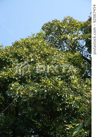 Machilus thunbergii 的幼果和突出的紅色水果圖案 92067454