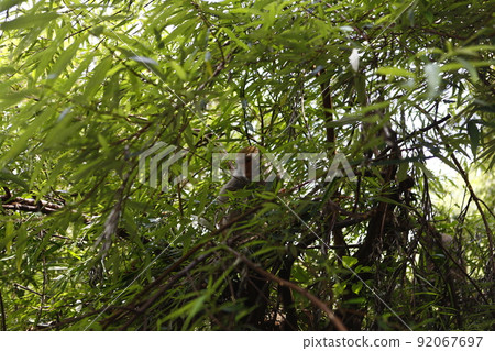 台灣獼猴 台灣獼猴 92067697