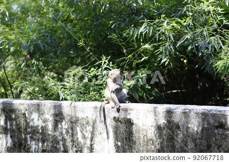 Taiwanese macaque Taiwanese macaque 92067718