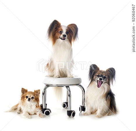 papillon dogs and chihuahua in studio papillon dogs and chihuahua in studio 92068467