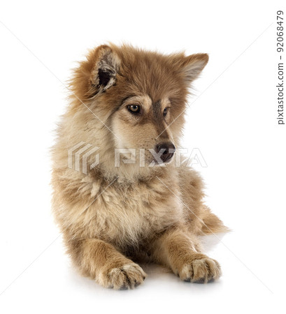 puppy Finnish Lapphund in studio 92068479