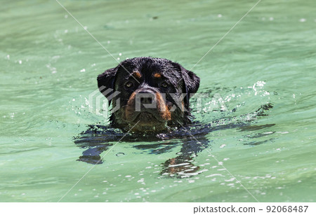 young rottweiler and swimming pool young rottweiler and swimming pool 92068487
