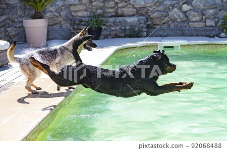 young rottweiler and swimming pool young rottweiler and swimming pool 92068488
