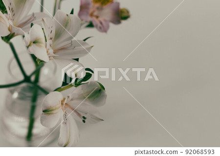 六出花_38 六出花_38 92068593