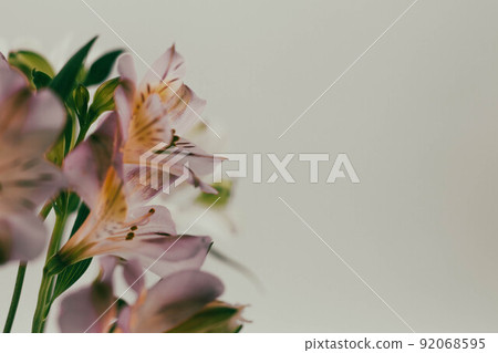 六出花_40 92068595