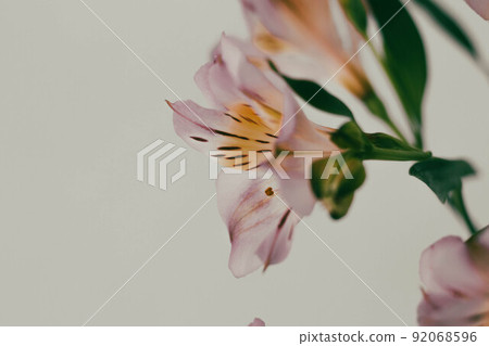 六出花_41 92068596