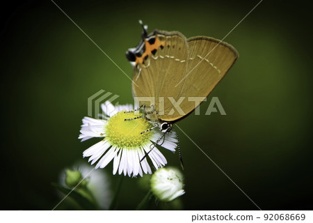 Miyama Karasu Shijimi，一隻可愛的小蝴蝶，經常在暑假期間在高原上看到 92068669