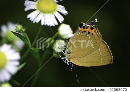 Miyama Karasu Shijimi，一隻可愛的小蝴蝶，經常在暑假期間在高原上看到 92068670