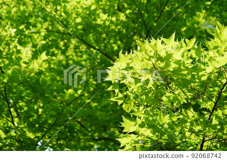 Under the green Taiwan Fuu tree Under the green Taiwan Fuu tree 92068742