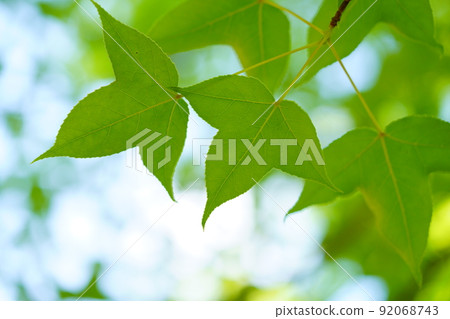 Under the green Taiwan Fuu tree Under the green Taiwan Fuu tree 92068743