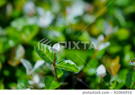 Ground cover, color leaf, Hatsuyuki Kazura 92068958