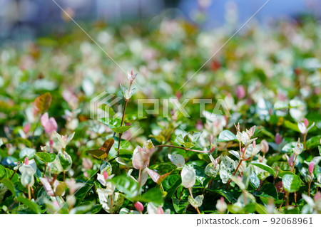Ground cover in front of the station Kazura Hatsuyuki 92068961