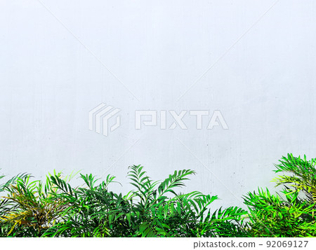 寬淡藍色混凝土牆下帶有小蘗葉的水平背景圖像 92069127