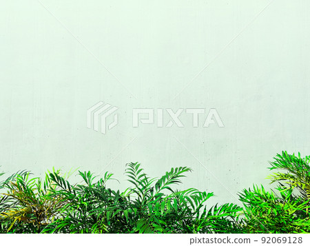 寬淡綠色混凝土牆下小蘗葉水平背景圖像 92069128